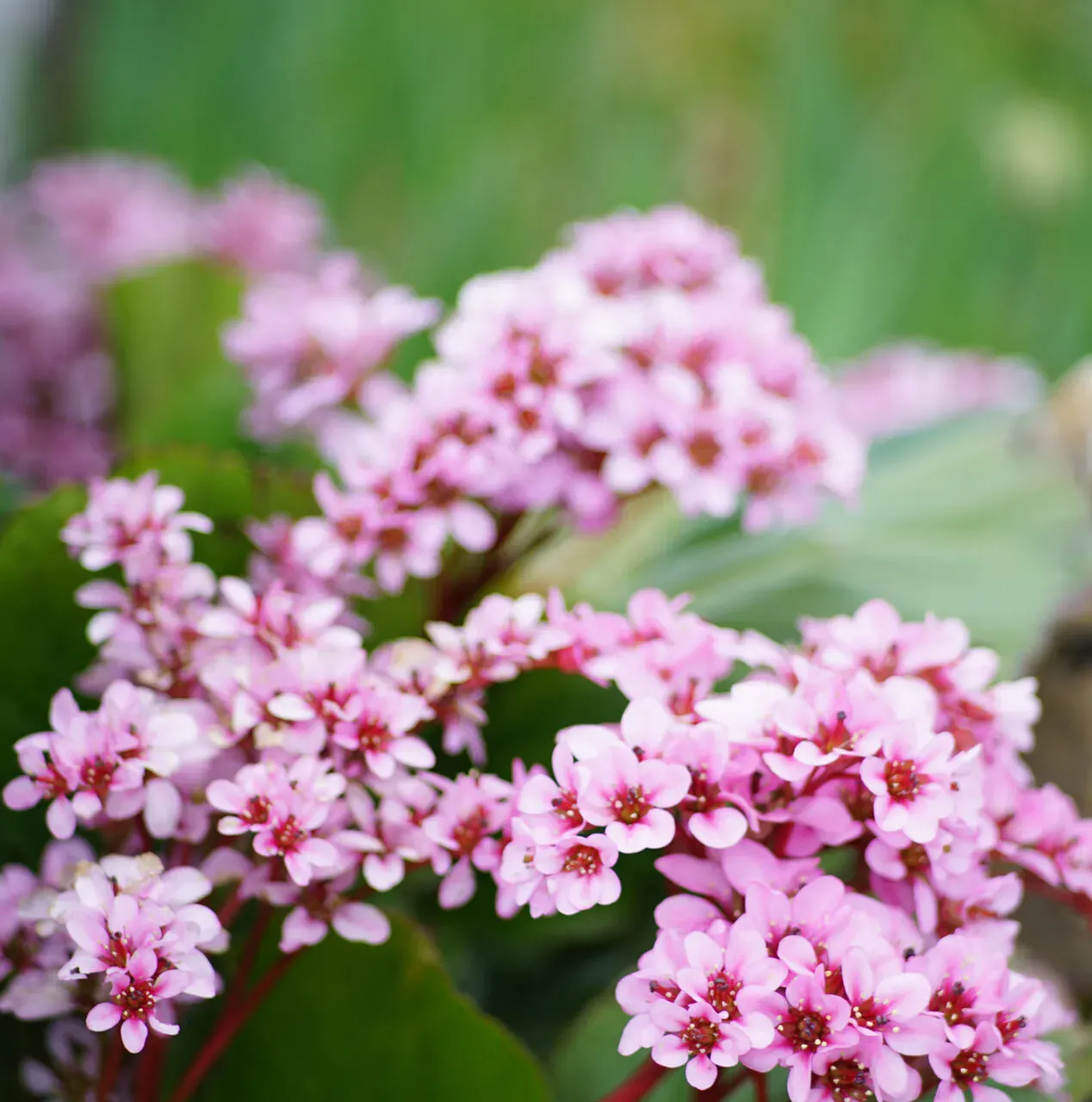 Bergenia VINTAGE BLUSH
