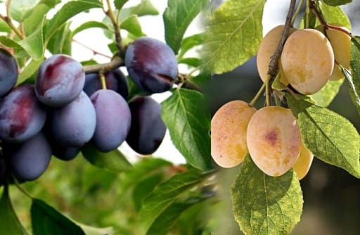 ŚLIWA WĘGIERKA ZWYKŁA i WĘGIERKA BIAŁA - szczepione na jednym drzewie