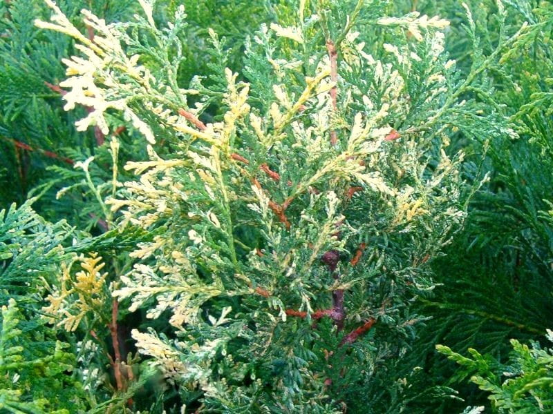 Thuja LITOMYŚL