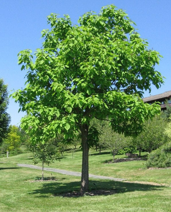 Catalpa OVATA