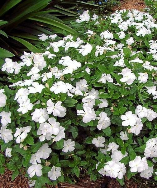 Barwinek Pospolity ALBA