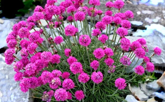 Zawciąg Nadmorski ROSEA