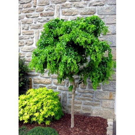 Robinia akacjowa TORTUOSA