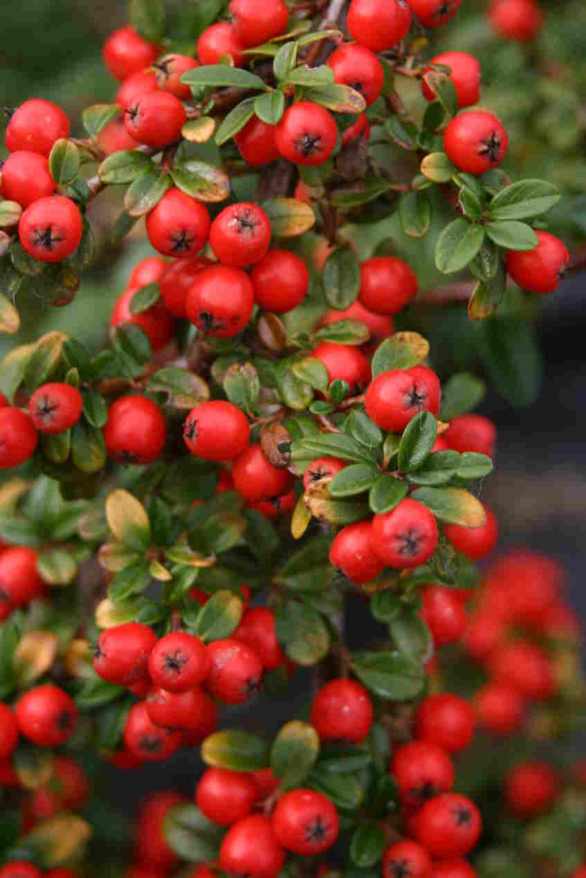 Irga szwedzka ROYAL CARPET
