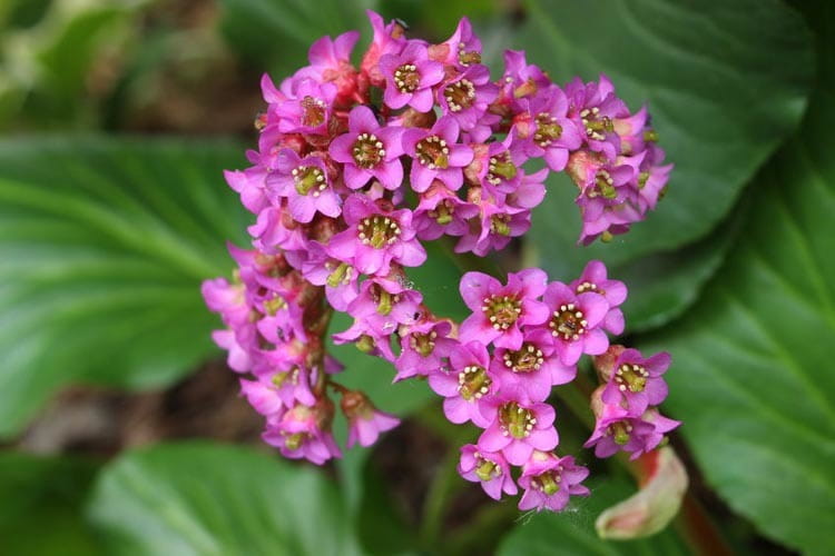 Bergenia CORDIFOLIA
