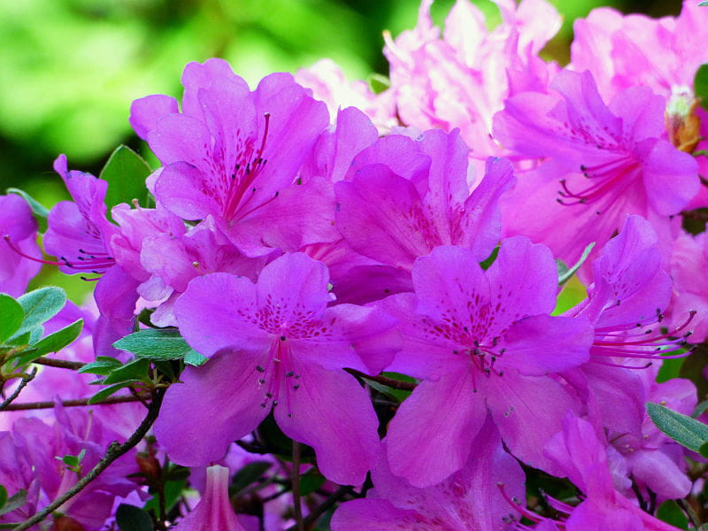 Azalia japońska ORLICE