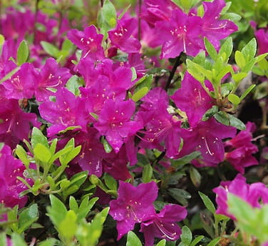 Azalia japońska PURPURTRAUM