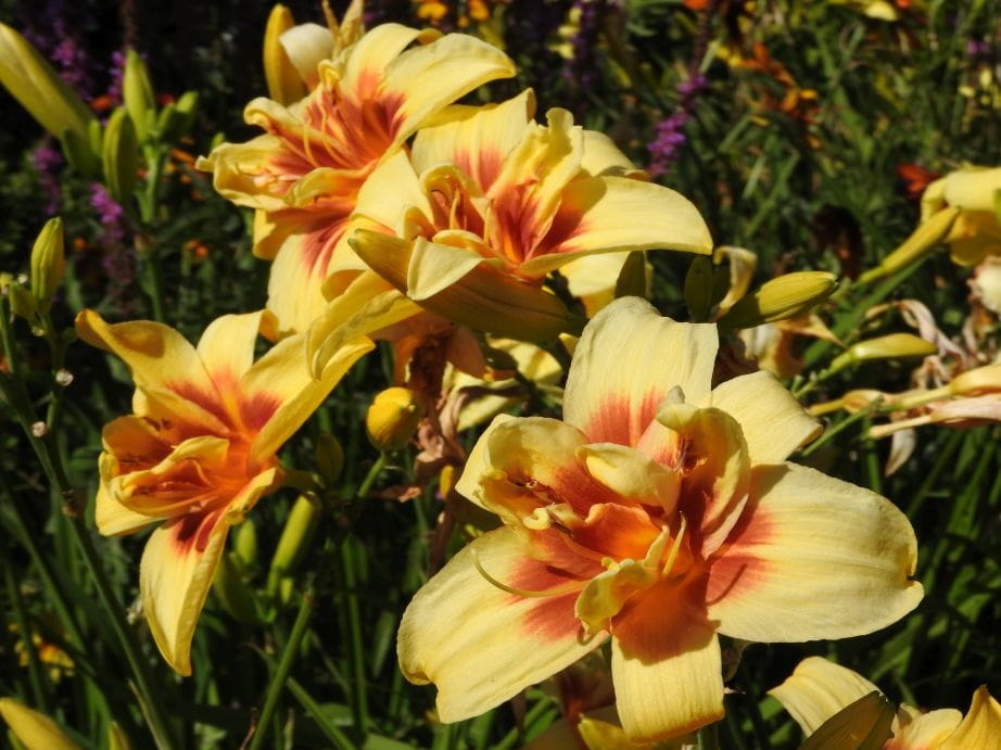 Liliowiec Ogrodowy DOUBLE HAPPINESS