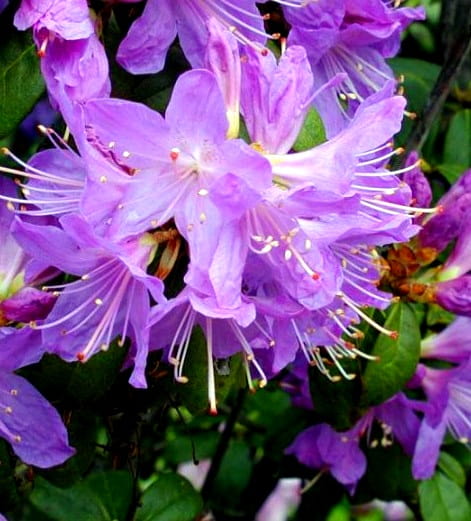 Rhododendron różanecznik BUCHLOVICE