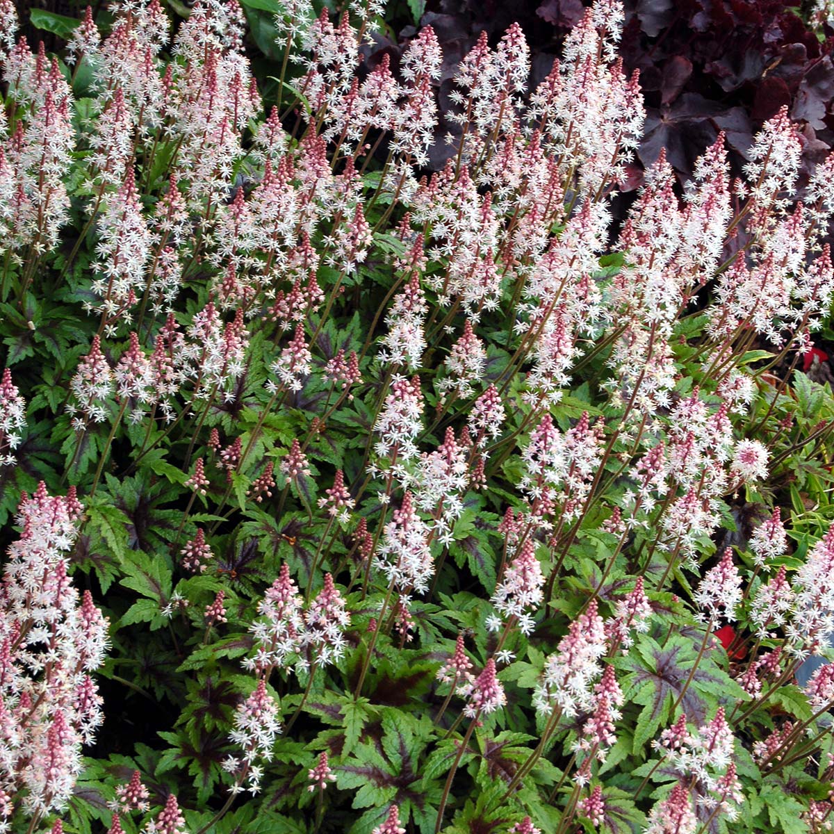 Tiarella SUGAR AND SPICE