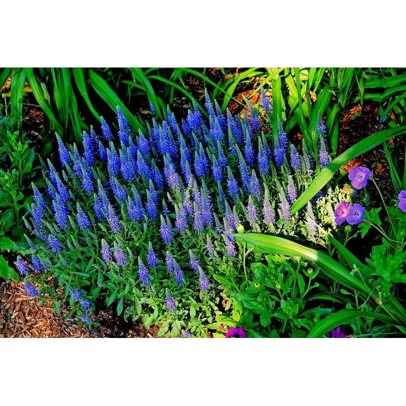 Przetacznik kłosowy NANA BLAUTEPPICH