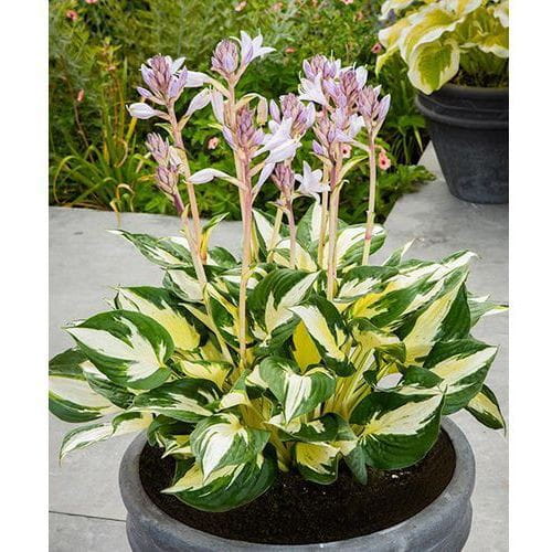 Funkia - Hosta ETERNAL FLAME