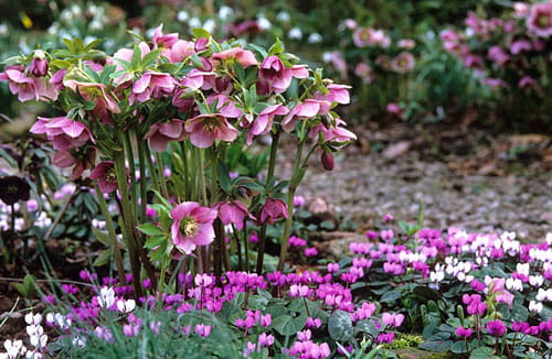 Ciemiernik Wschodni  NEW HYBRIDS