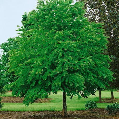 GRUJECZNIK japoński