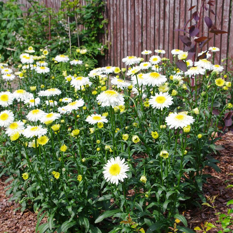 Złocień CRAZY DAISY