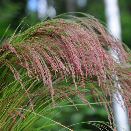Trawa Miłka abisyńska RUBY SILK