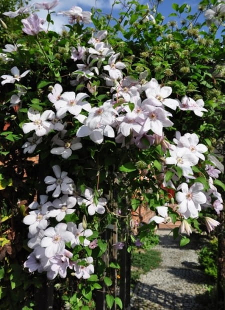 Powojnik Clematis JAN PAWEŁ II