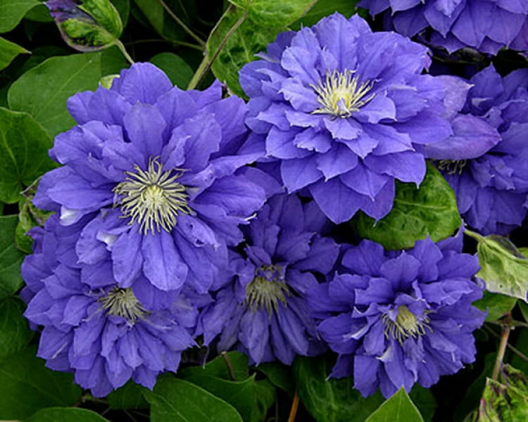 Powojnik CLEMATIS KIRI TE KANAWA