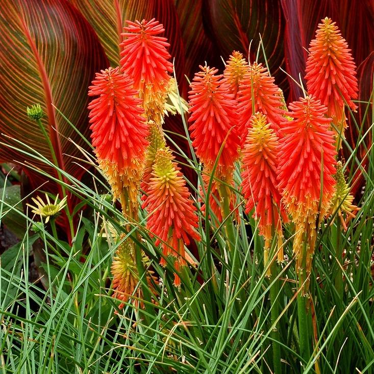 Trytoma groniasta PAPAYA POPSICLE