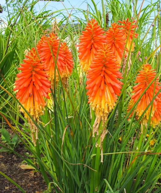 Trytoma groniasta MANGO POPSICLE