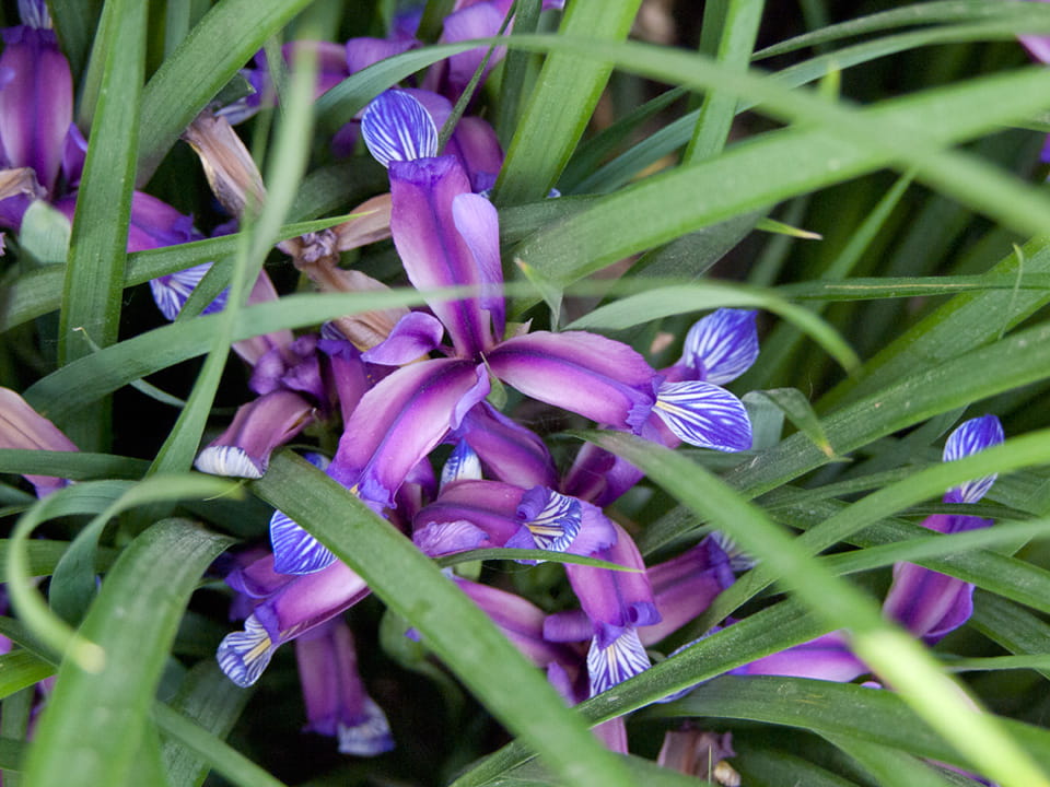 Irys Trawolistny GRAMINEA