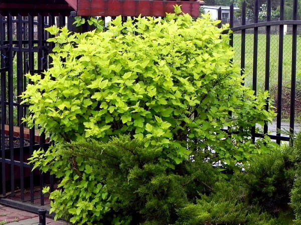 Pęcherznica Kalinolistna ZIELONA