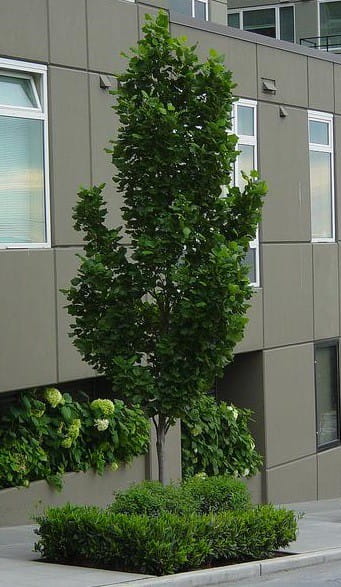 Tulipanowiec Amerykański FASTIGIATA