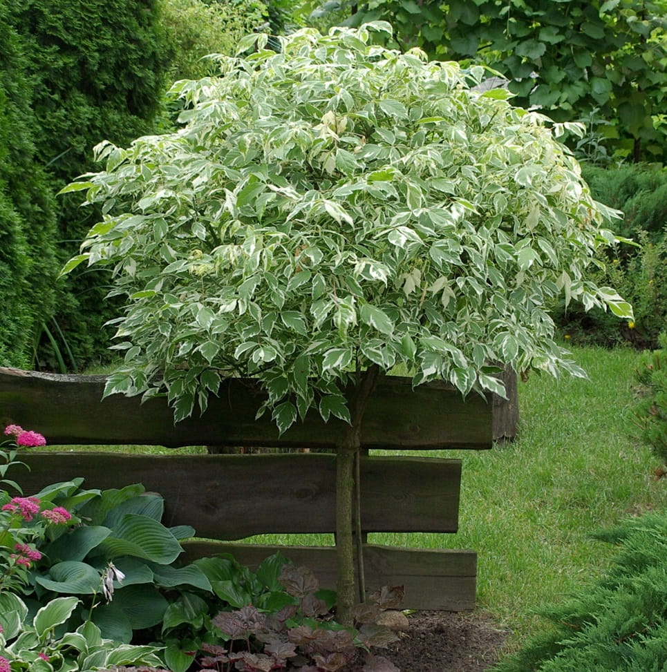 Klon jesionolistny VARIEGATUM