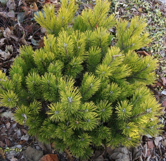 Sosna Górska SCHWEIZER TOURIST - szczepiona