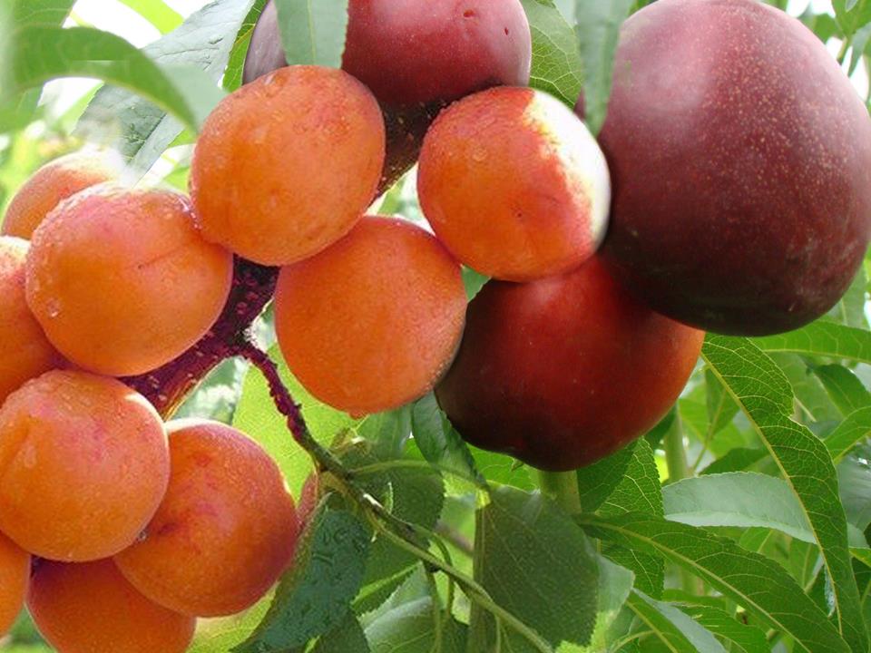 Nektarynka i Morela na JEDNYM drzewie DUO