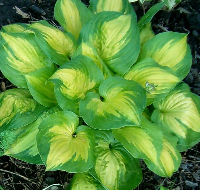 Funkia - Hosta DANCE WITH ME