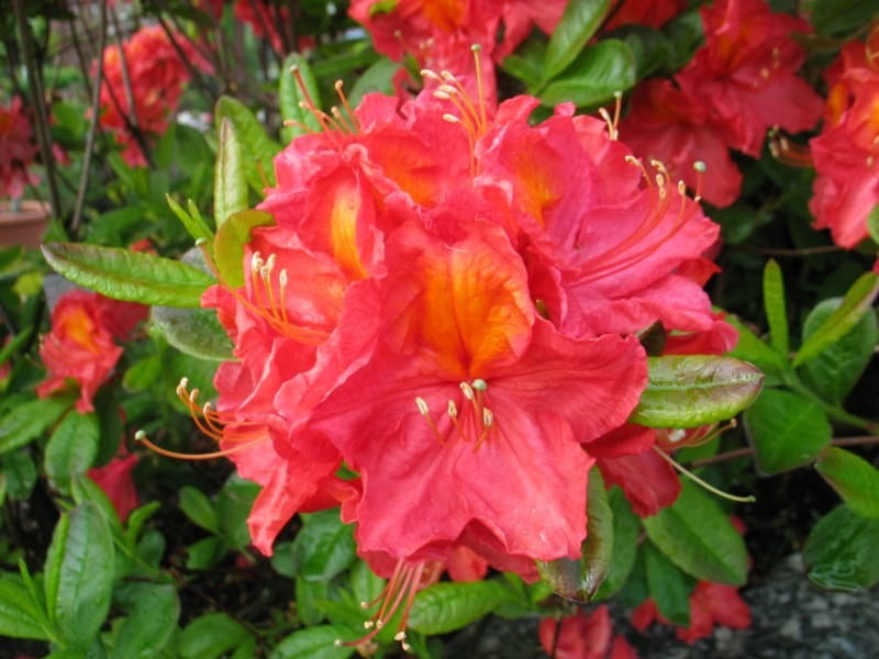 Azalia wielkokwiatowa JUANITA