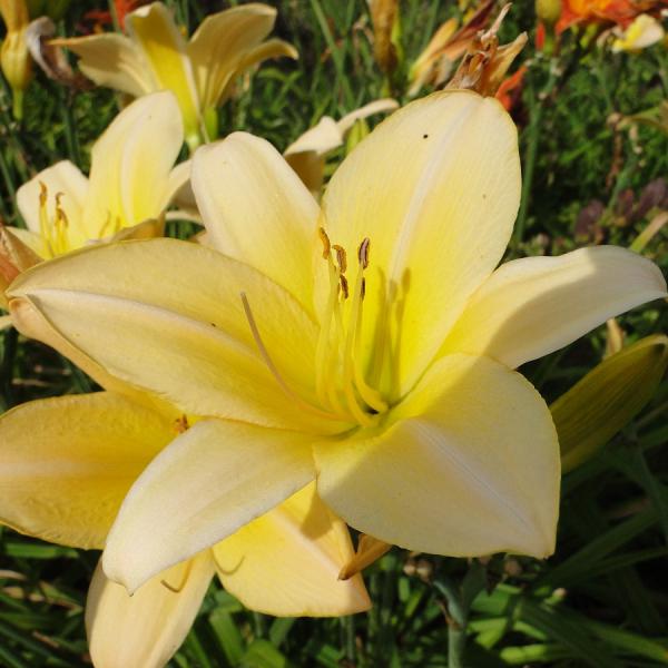 Liliowiec Ogrodowy SUMMER SPLENDOR