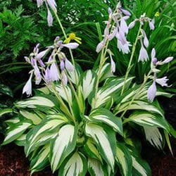 Funkia - Hosta SZAFIREK