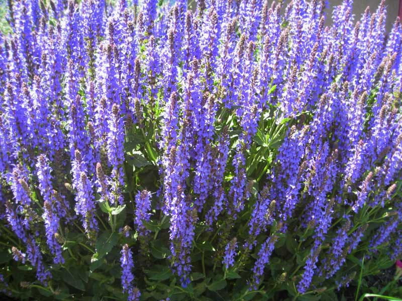 Szałwia omszona BLUE FIELD