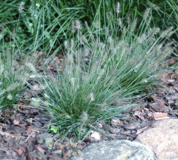 Rozplenica Japońska LITTLE HONEY