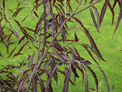 Buk pospolity ANSORGEI