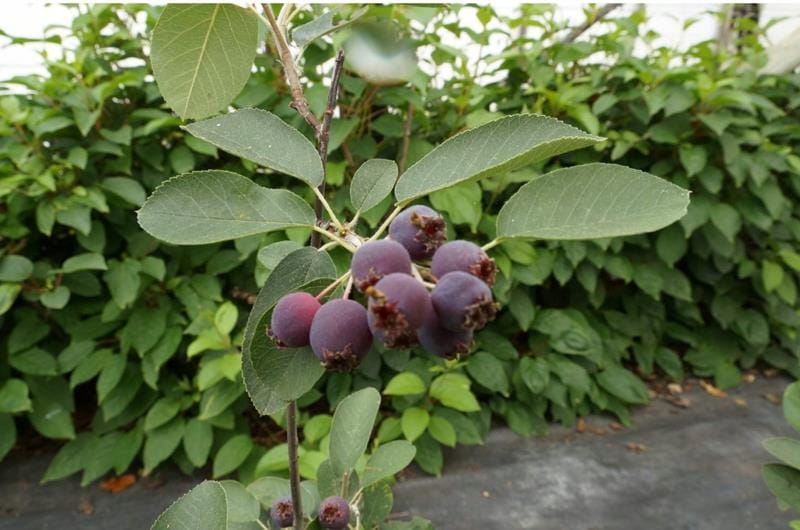 Świdośliwa olcholistna MARTIN