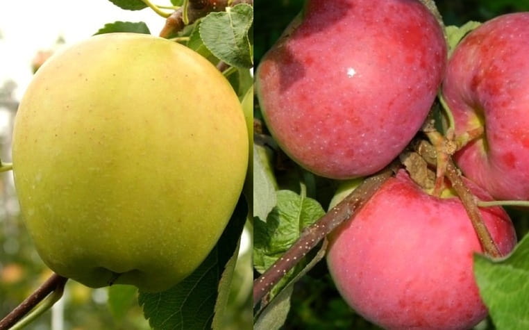 Jabłoń DUO - GENEVA EARLY i GOLDEN DELICIOUS