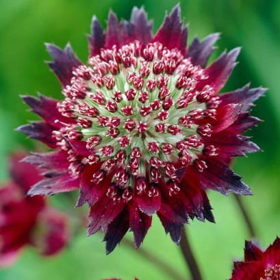 Jarzmianka Moulin Rouge