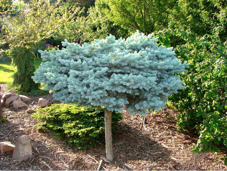 Świerk kłujący GLOBOSA na pniu