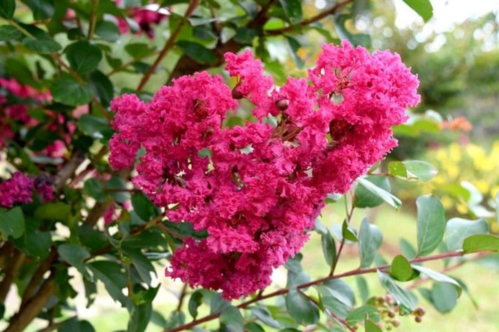Lagerstroemia indyjska RED FILLI