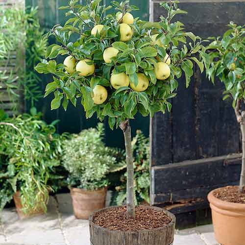 Jabłoń MINIATUROWA ŻÓŁTA
