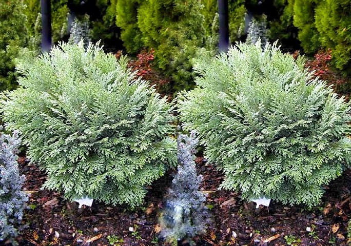 Cyprysik Lawsona BAUTCHENSIS