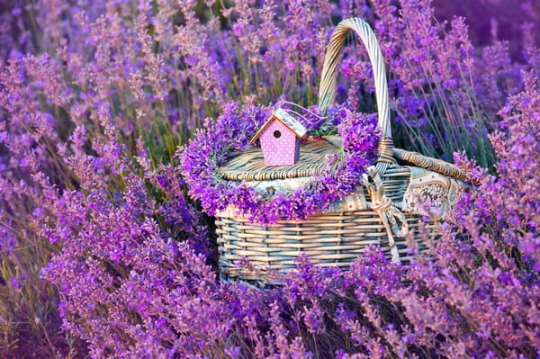 LAWENDA BLUE SCENT EARLY