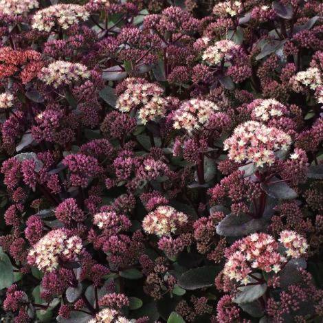 Rozchodnik MOONLIGHT SERENADE