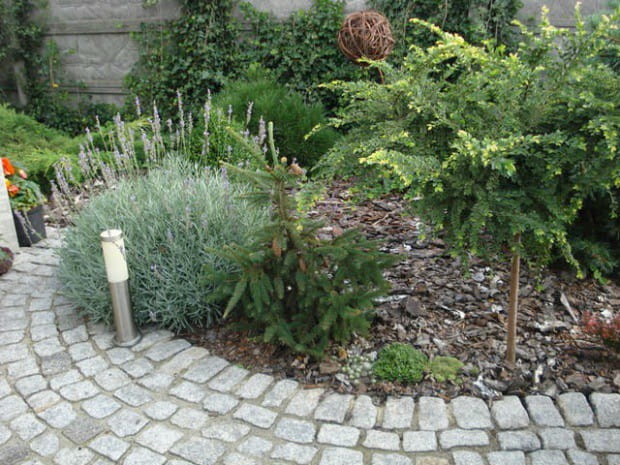 Wiąz Drobnolistny GEISHA