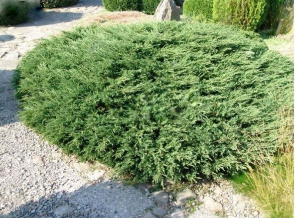 Jałowiec płożący REPANDA