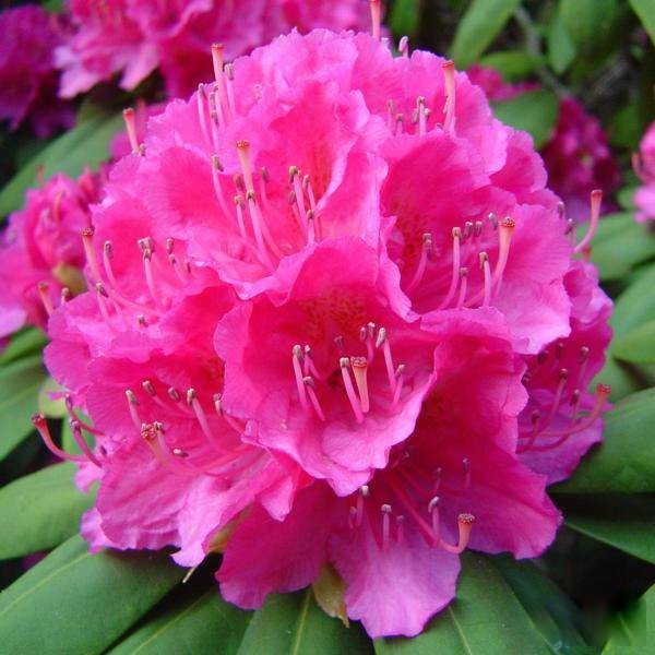 Różanecznik CATHERINE VAN TOL