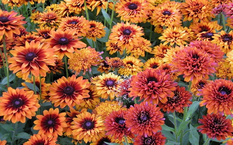 Rudbekia Owłosiona CHEROKEE SUNSET